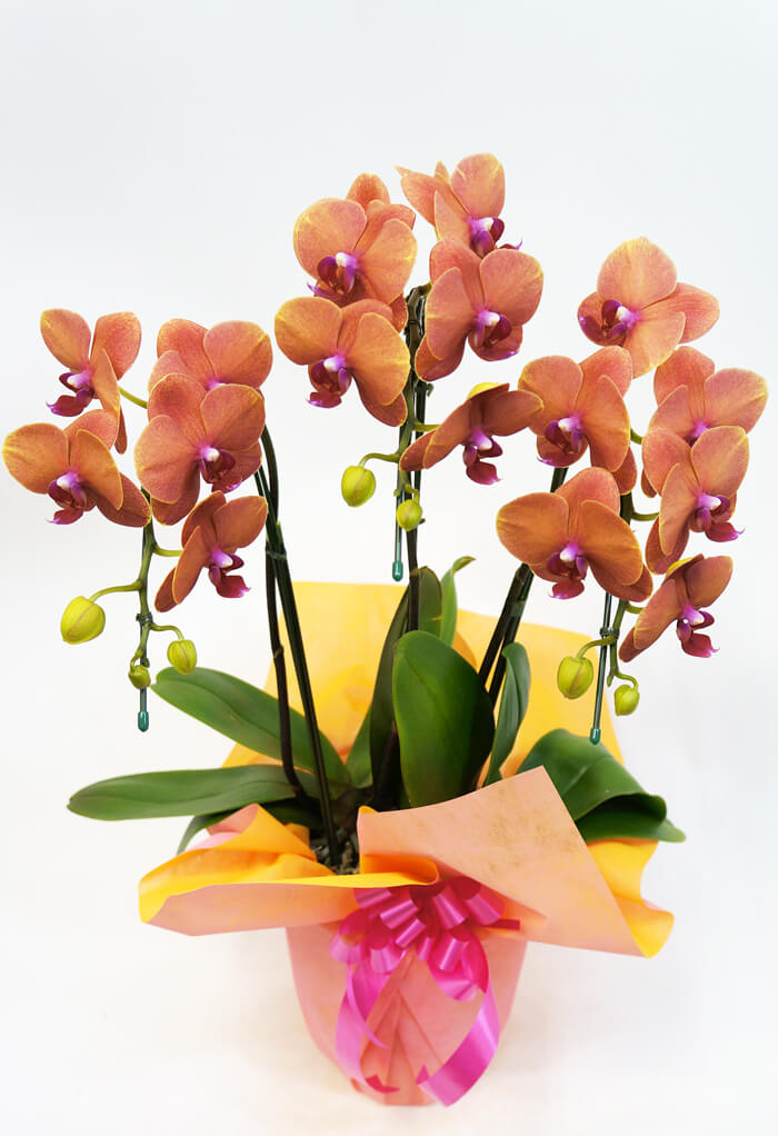 ミディ 胡蝶蘭 サーフソング 3本立