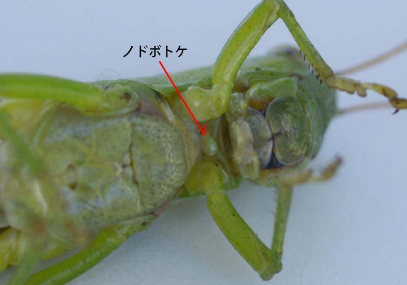 バッタを観察しよう｜ こどもの国