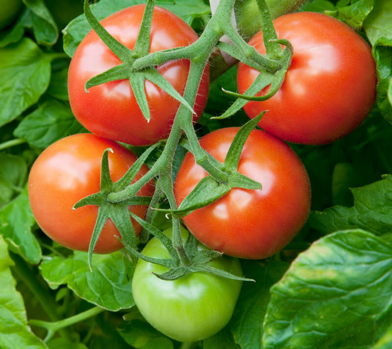 CRYSTAL RED｜古賀とまと農園