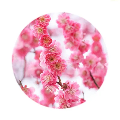 定期お届け】二十四種香 1～12月 （毎月1種類）サブスク - お香専門店香源