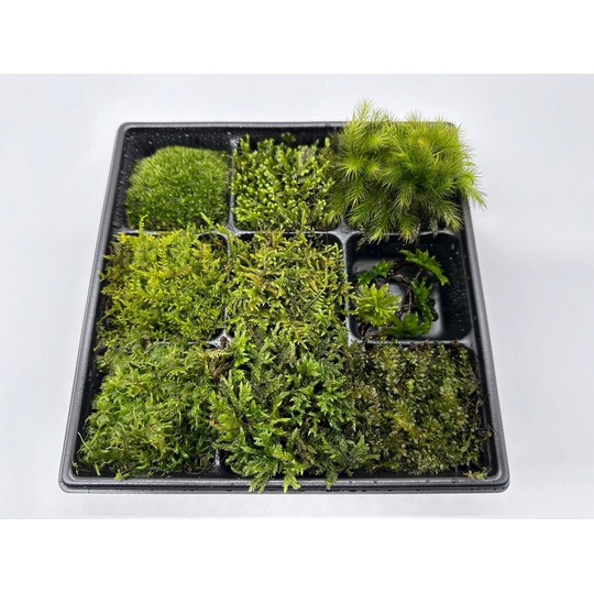 苔日光｜苔の販売専門店、良い品質の苔を格安でお届け