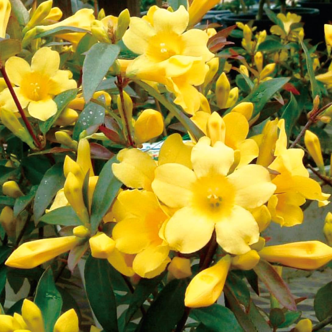 国華園オンラインショップ / 花木苗 カロライナジャスミン 2株