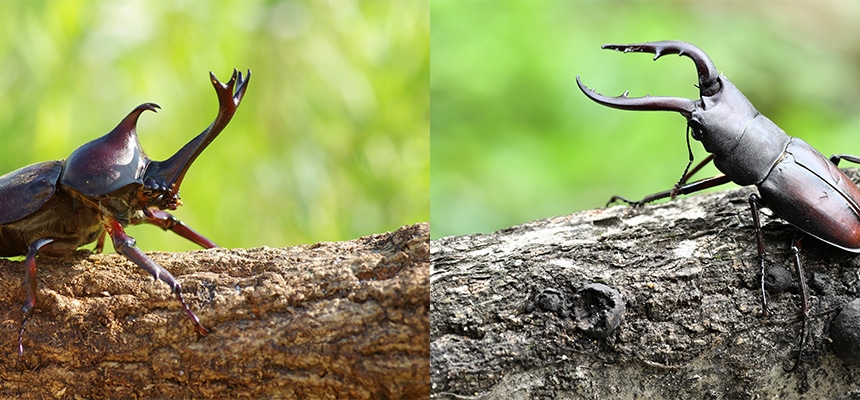 howto情報｜カブトムシ・クワガタの飼い方｜ホームセンター