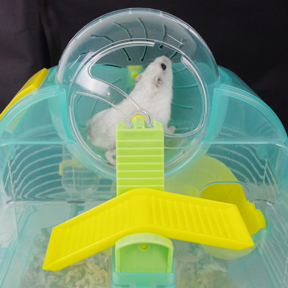 ハムスター2匹すぐ迎えられるセット ハムスター2匹すぐ迎えられるセット