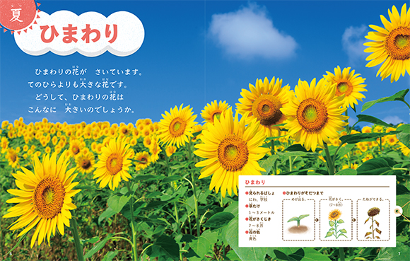 ひまわり・はす - 子どもの本の小峰書店