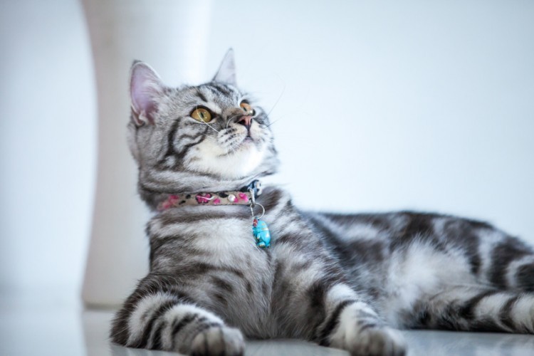 アメリカンショートヘアの人気毛色TOP7！ 毛色の種類と価格相場