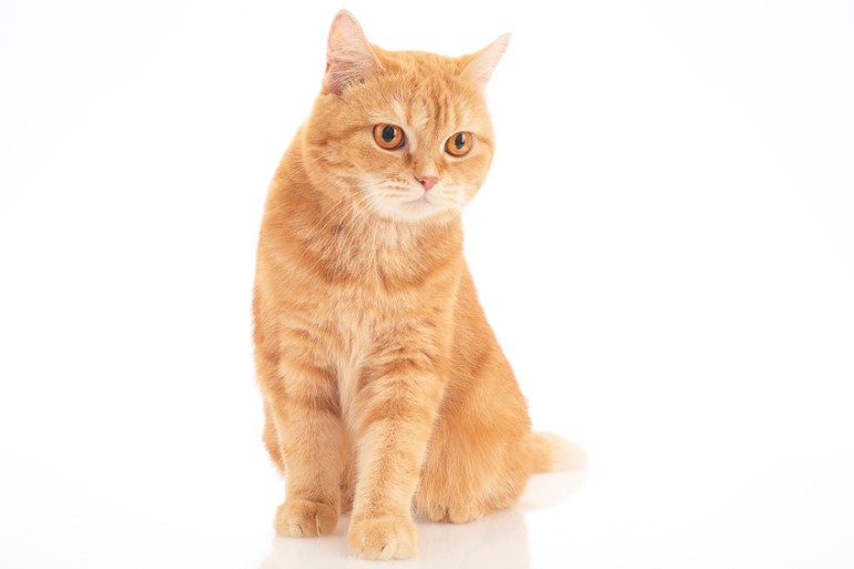 茶トラってどんな猫？ 茶トラの特徴やほかのトラ猫との違いについて