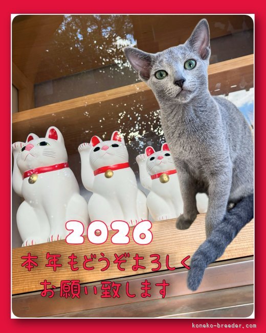 神奈川】星野 里生(ほしの りお)ブリーダー｜みんなの子猫ブリーダー