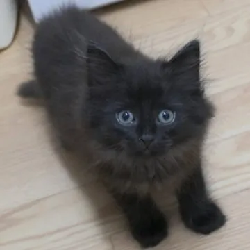 ノルウェージャンフォレストキャット【茨城県・男の子・2023年6月20日