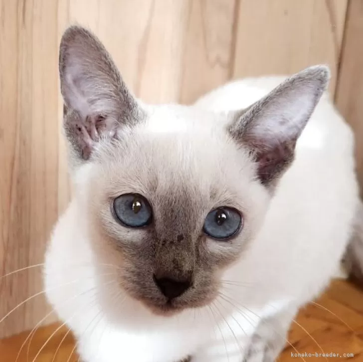 シャム(サイアミーズ)【奈良県・女の子・2025年9月15日・ブルー