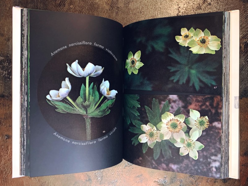 山の意匠 田淵行男写真集 ｜ 昭和46年初版・朝日新聞社 ｜ 山岳写真