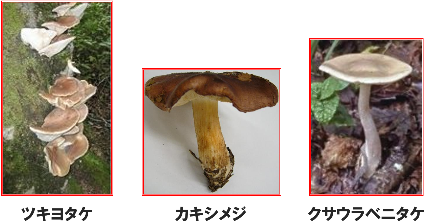 知っているつもりが怖い自然毒食中毒 - 一般財団法人 東京顕微鏡院
