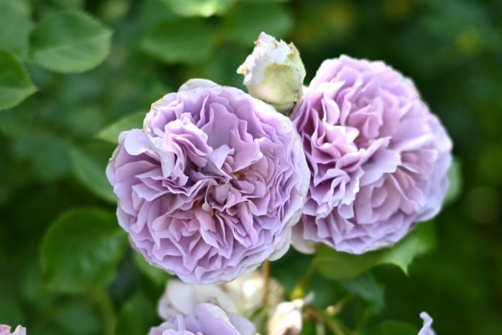 ローズ・ドゥ・メルスリー | 河本バラ園-KawamotoRoseGarden-