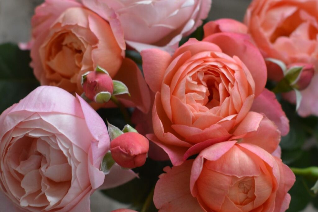 ローズ・ドゥ・メルスリー2025秋新品種発表 | 河本バラ園