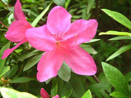 ツツジ(躑躅) 【かぎけんWEB】