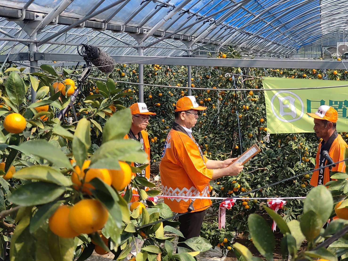 JAさつま日置「ハウスみかん」鋏入れ式が開催されました | 鹿児島青果