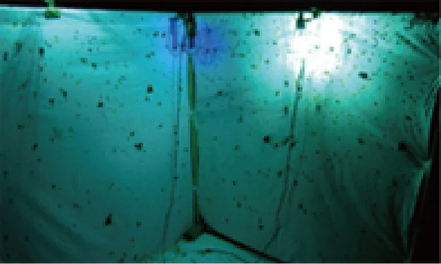 日本の小蛾類相の解明を目指して | 国立科学博物館 National Museum of