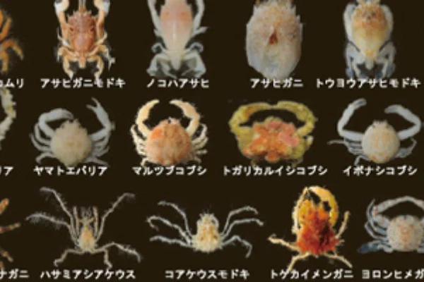 基本情報 | 国立科学博物館 National Museum of Nature and Science,Tokyo