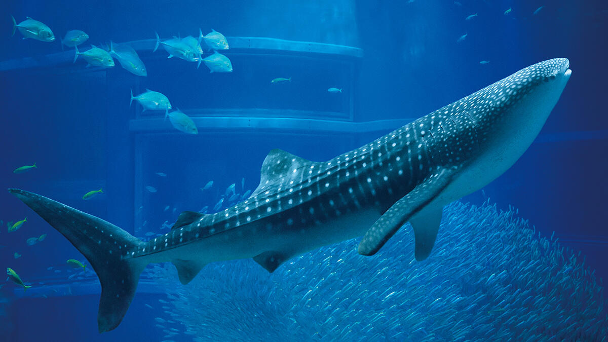 ジンベエザメ | 生きもの図鑑 | 生きものを知る | 海遊館