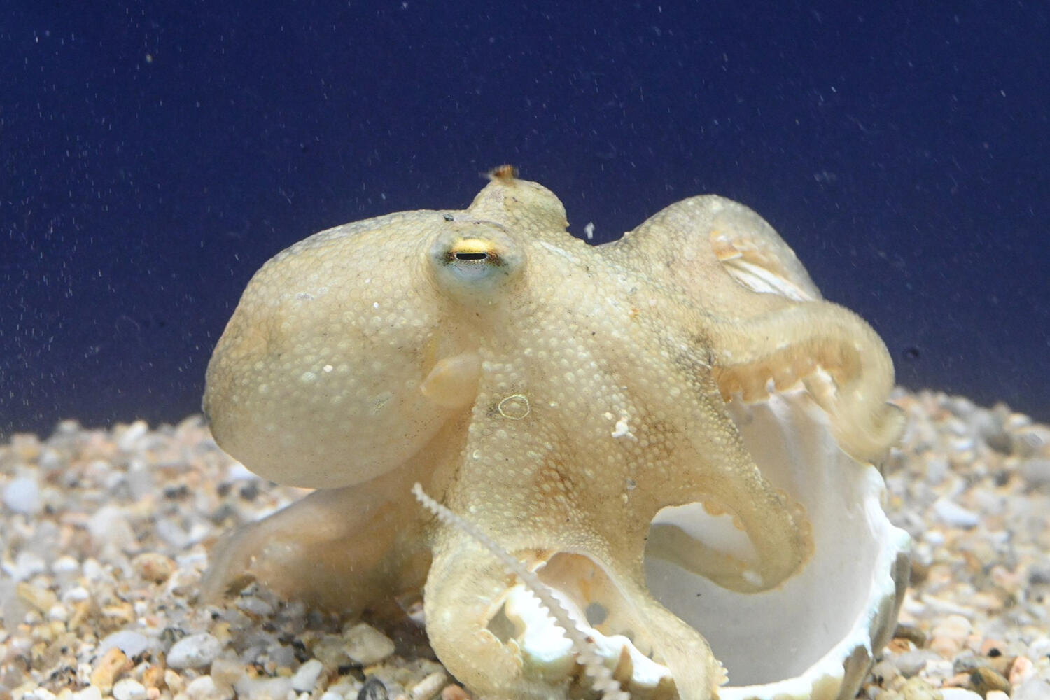 プレスリリース｜ニフレル