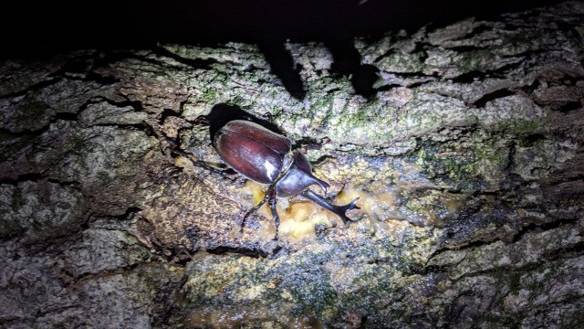 昆虫採集】カブトムシ・クワガタ捕り | イベント情報 | 千葉奥房総の