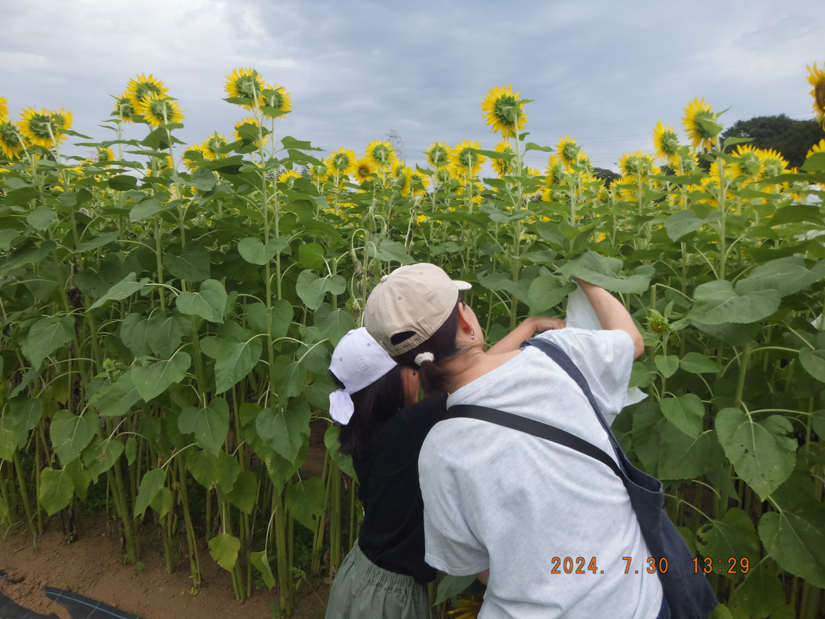 黒川ヒマワリ畑の開放＆摘み取り体験【川崎市麻生区】｜体験・観光
