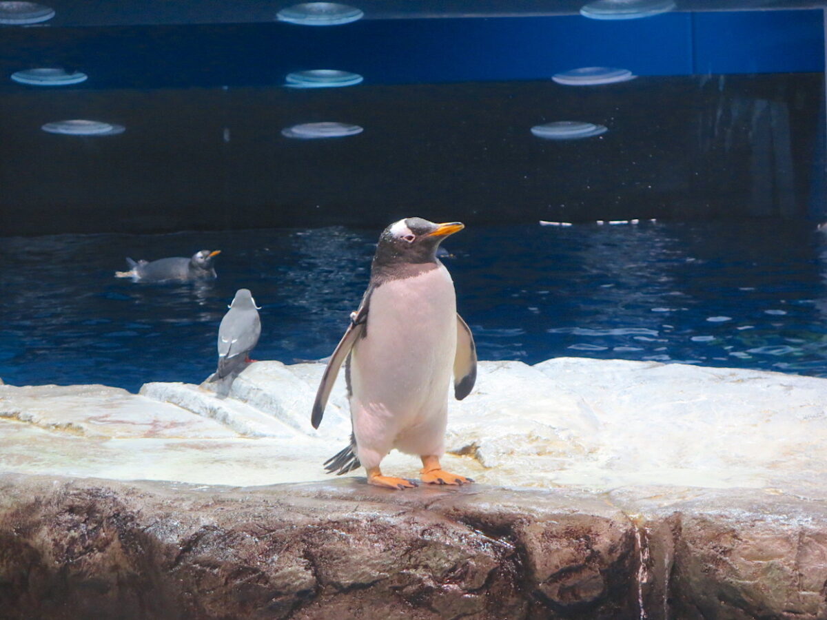 下関の市の鳥「ペンギン」。その不思議な巡り合わせとレアな「ペンギン