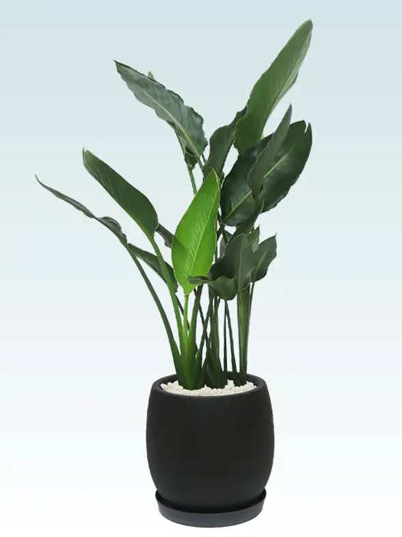 ストレリチア・レギネ8号(グラスファイバー製鉢植込み、バルーン型