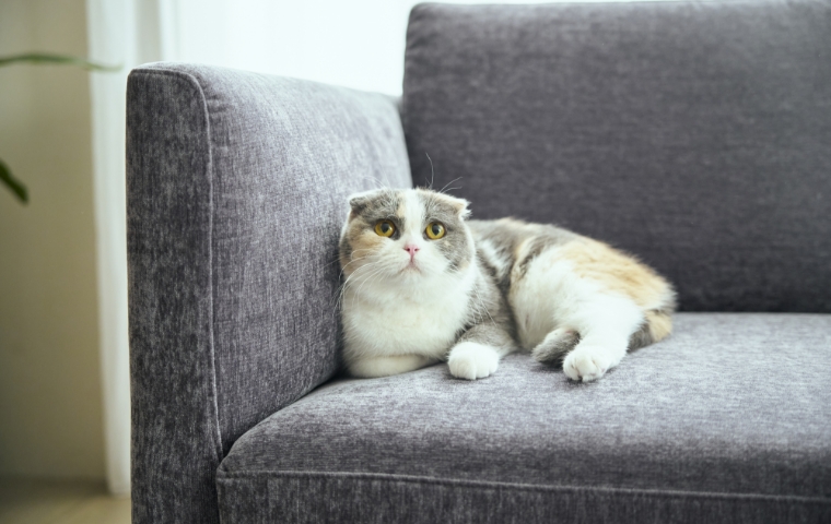 ねこちゃんにおすすめディナミカ(旧ラムース)｜カリモク家具＆ペット