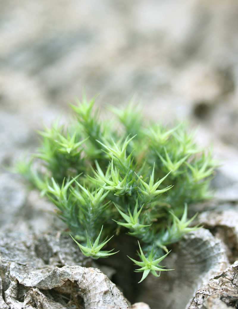 tillandsia tricholepis