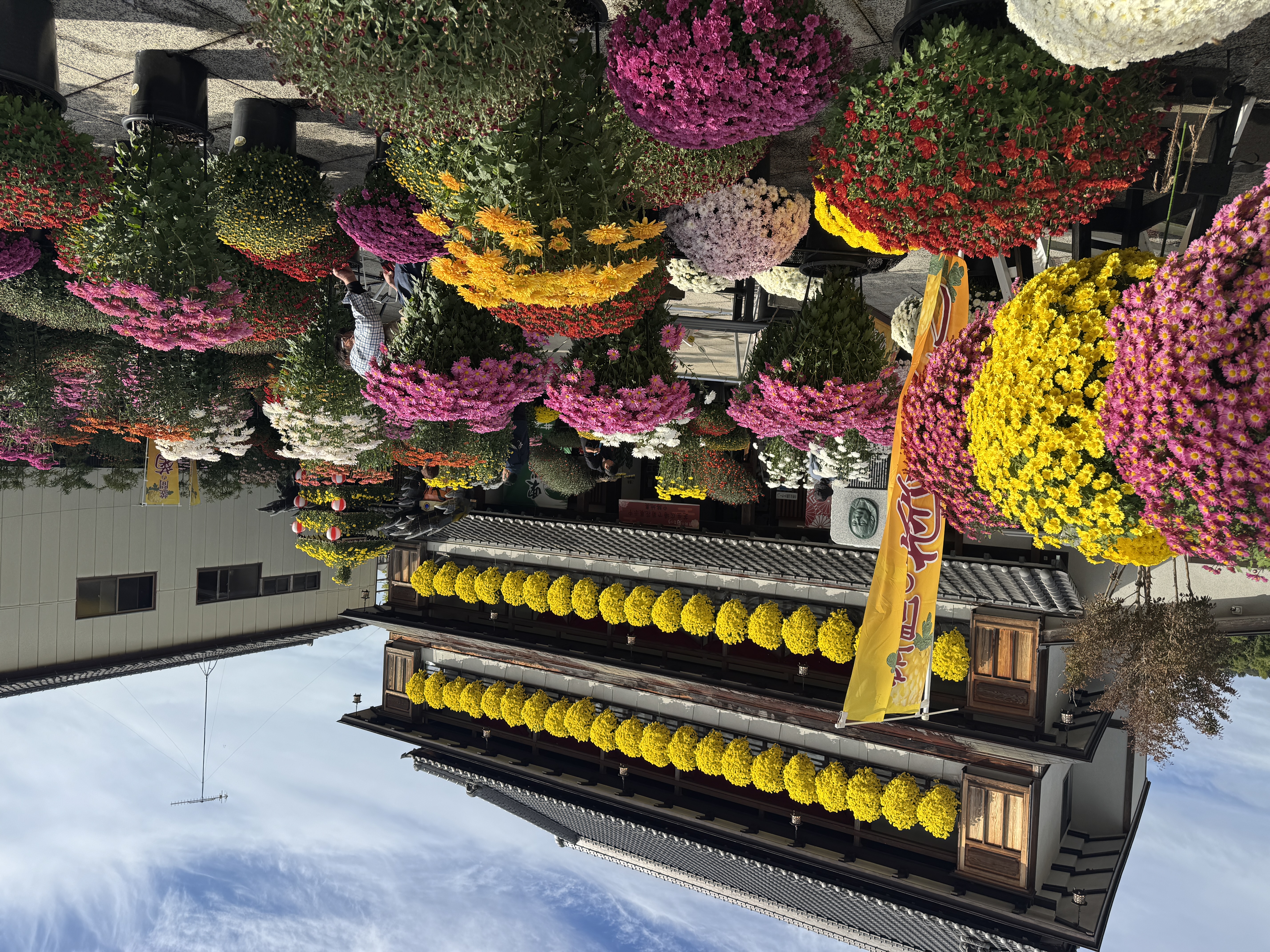 開花状況 2025年11月6日 | 笠間観光協会公式ホームページ