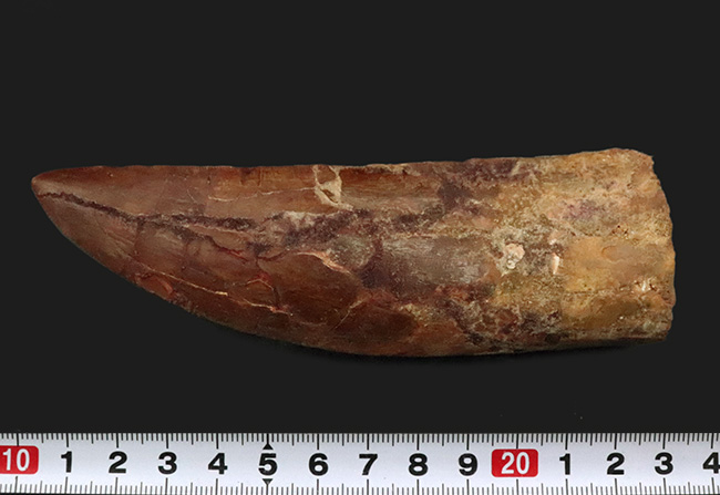 これは間違いなく社史に残る1本！ 歴代トップクラスの巨大歯化石 カル