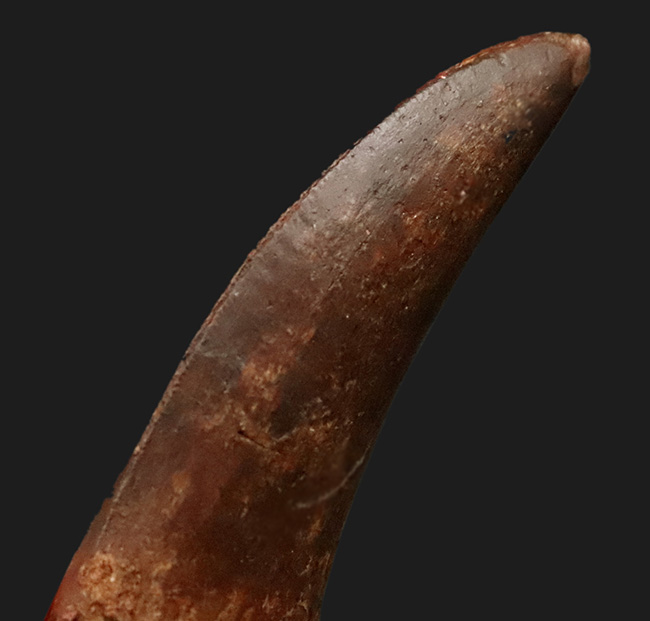 自然が創り出した造形美！サイズ、状態、フォルムが揃った