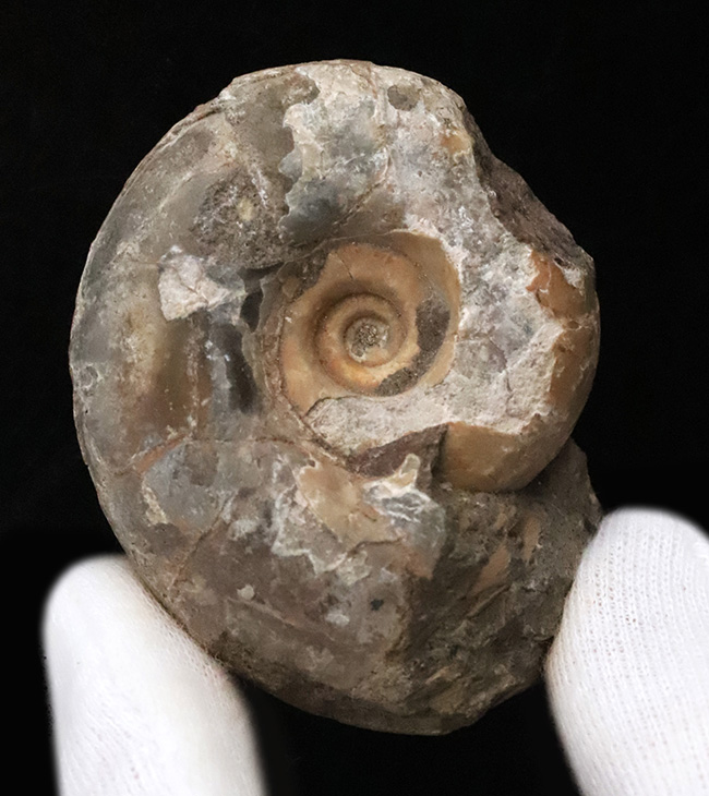 アンモナイト化石 北海道 三笠 アナゴードリセラス アンモナイト化石