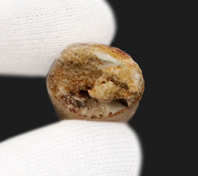 エナメル質に美しい光沢あり、北アフリカ・モロッコの白亜紀層から採集