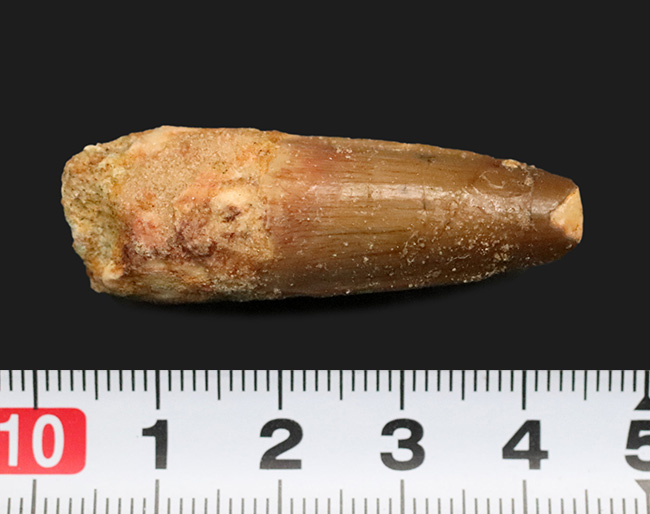 エナメル質に美しい光沢あり、北アフリカ・モロッコの白亜紀層から採集