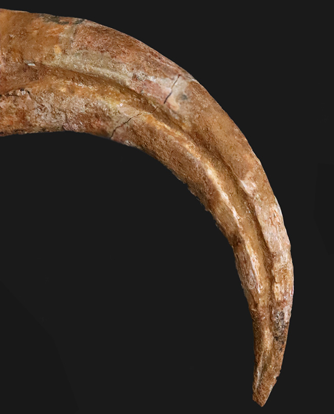 スピノサウルス ハンドクロウ かぎ爪 化石標本 肉食恐竜 獣脚類 1433