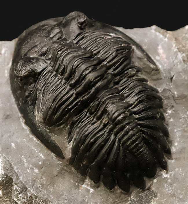 モロッコ産出 三葉虫 odontochi li sp（デボン紀中期）化石標本