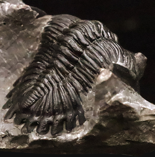 フリル・複眼・頬棘……三大特徴がしっかりと残った、約4億年前の三葉虫