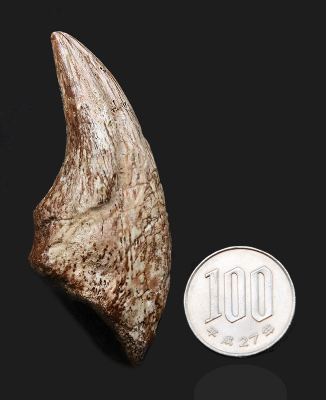 世界的発見者の来歴を持つ、由緒正しき逸品、この先ずっと宝物として