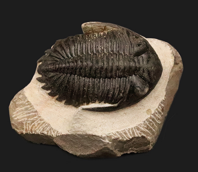 頬棘、複眼、フリルなど、シンボル部位がしっかりと保存！ワイドで存在