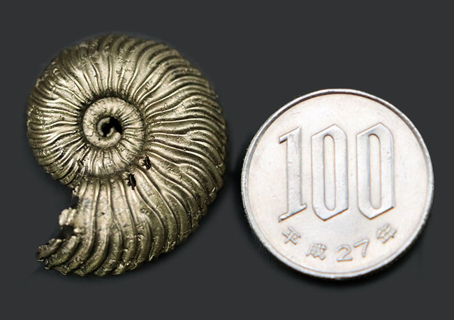 全体が黄鉄鉱によって置換された美しいアンモナイト、クエンステッド