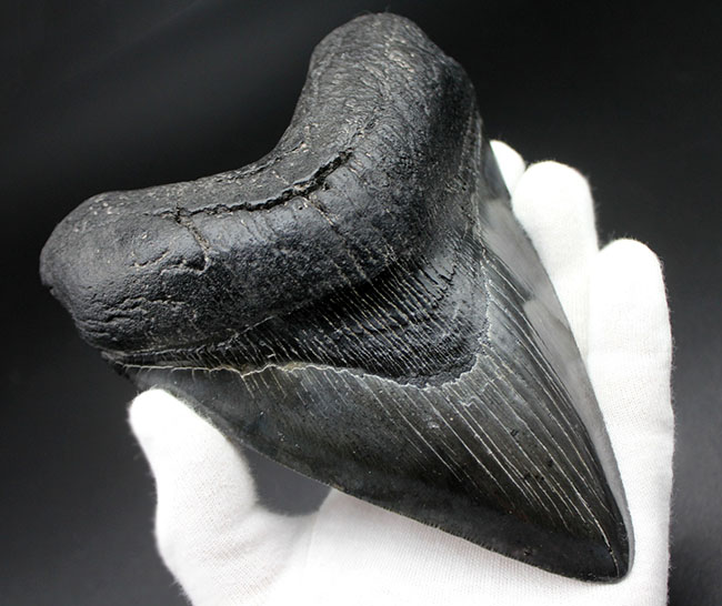 素晴らしいバランス（左右対称）！メガサイズと重さ（420グラム）を