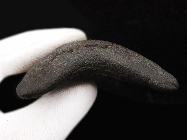 非常に美しいエナメル質を保つ 上質なメガロドン（Otodus megalodon