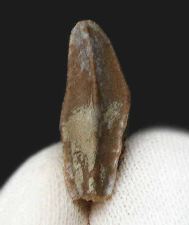 白亜紀末期の草食恐竜、エドモントサウルス（Edmontosaurus）の