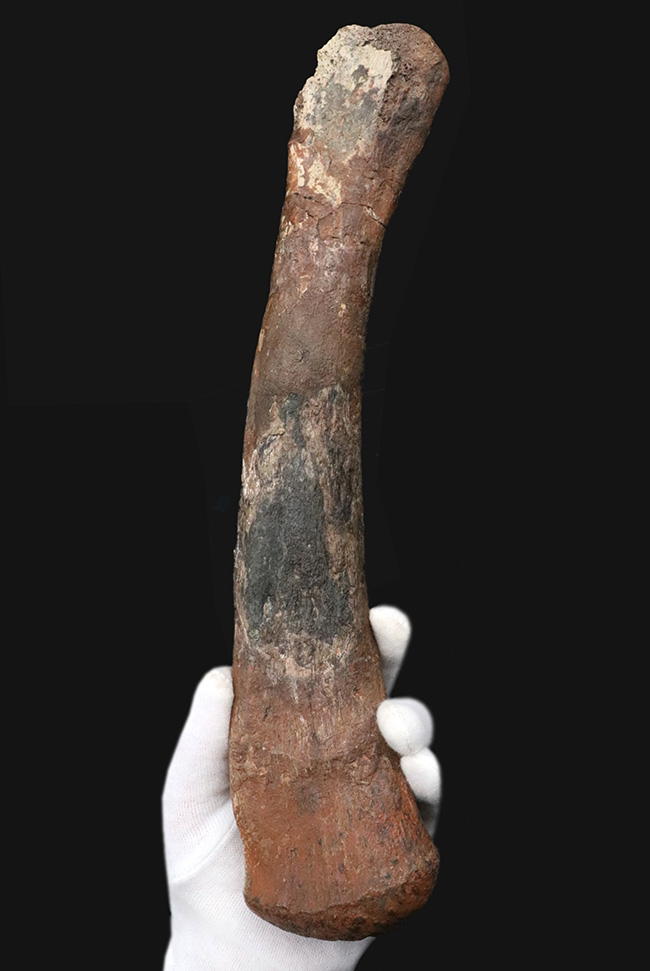 ベリーレア！鳥脚類恐竜、ランベオサウルス（Lambeosaurus）の腕の骨