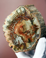 2億年超前の木化石が鮮やかに現代に現れました！両面ポリッシュで2面