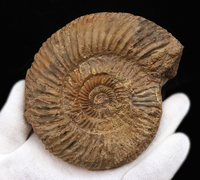 ドイツ・センゲンタールのフランケンジュラから採集された、ジュラ紀の