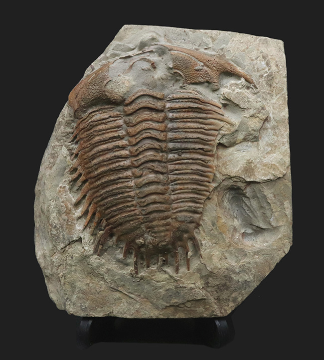 希少！カンブリア紀に生息していた極めて古い三葉虫、優雅なフリルが