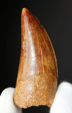 極めて上質、そして希少、オールナチュラルなカルカロドントサウルス